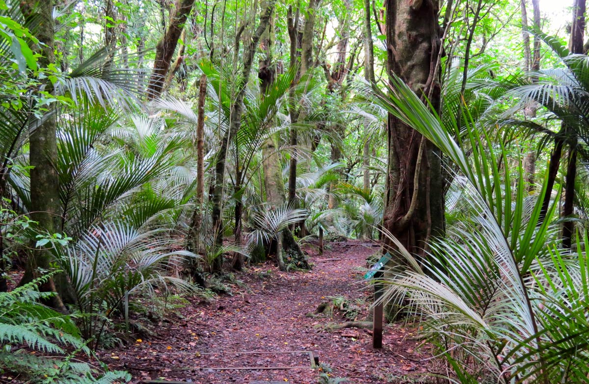 ratapihipihi-scenic-reserve-1200.jpg