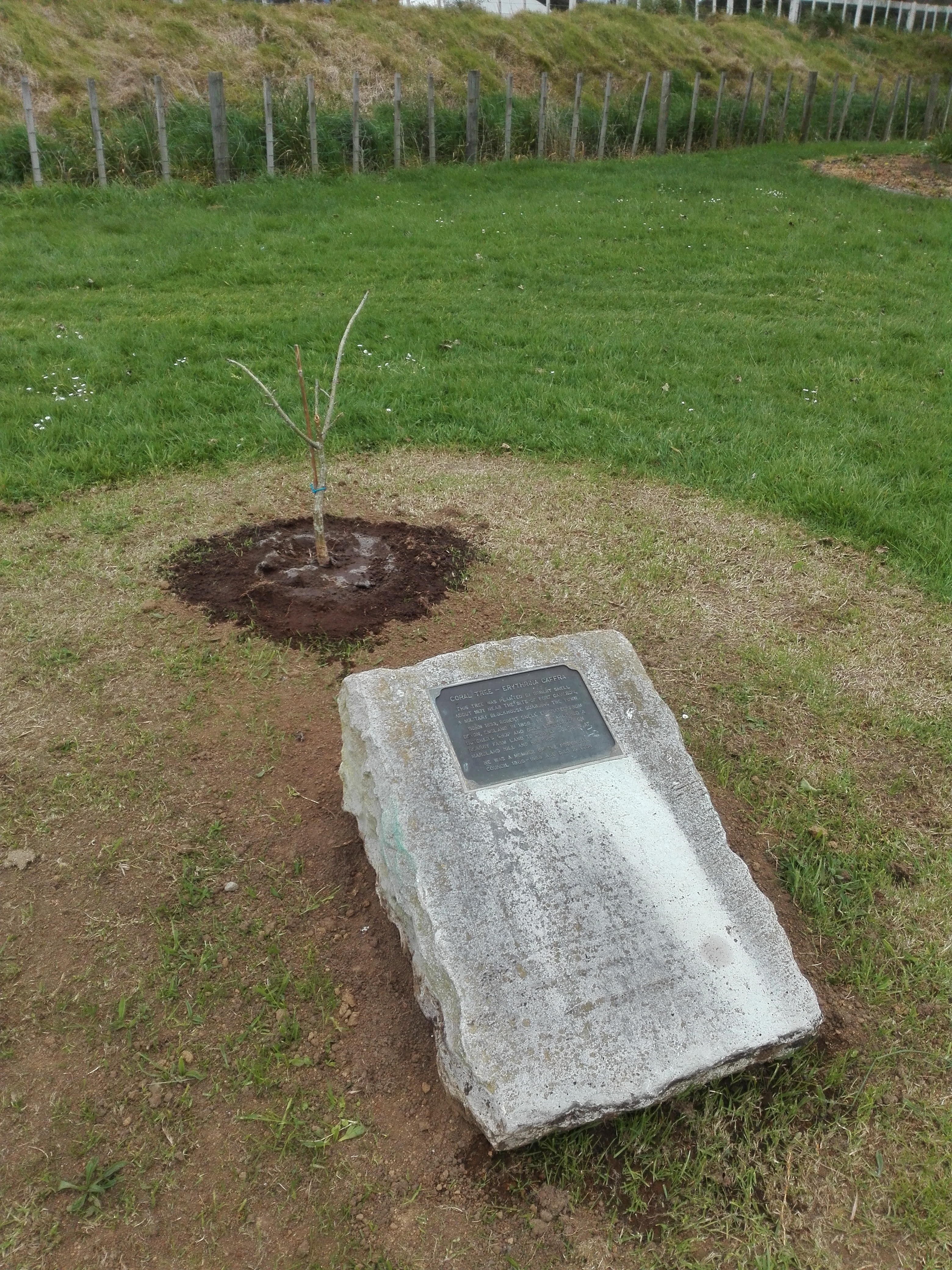 Erythrina_caffra_cutting_and_relocated_plaque_10_10_2018.jpg