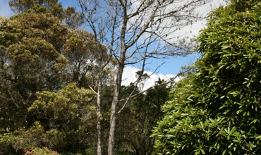 Lone_Pine_Stratford_010.jpg