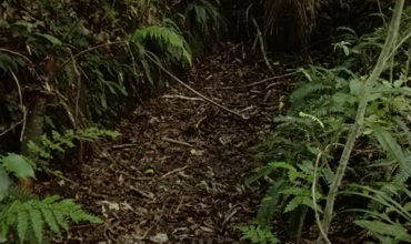 Ratapihipihi_saw_pit_2017.jpg