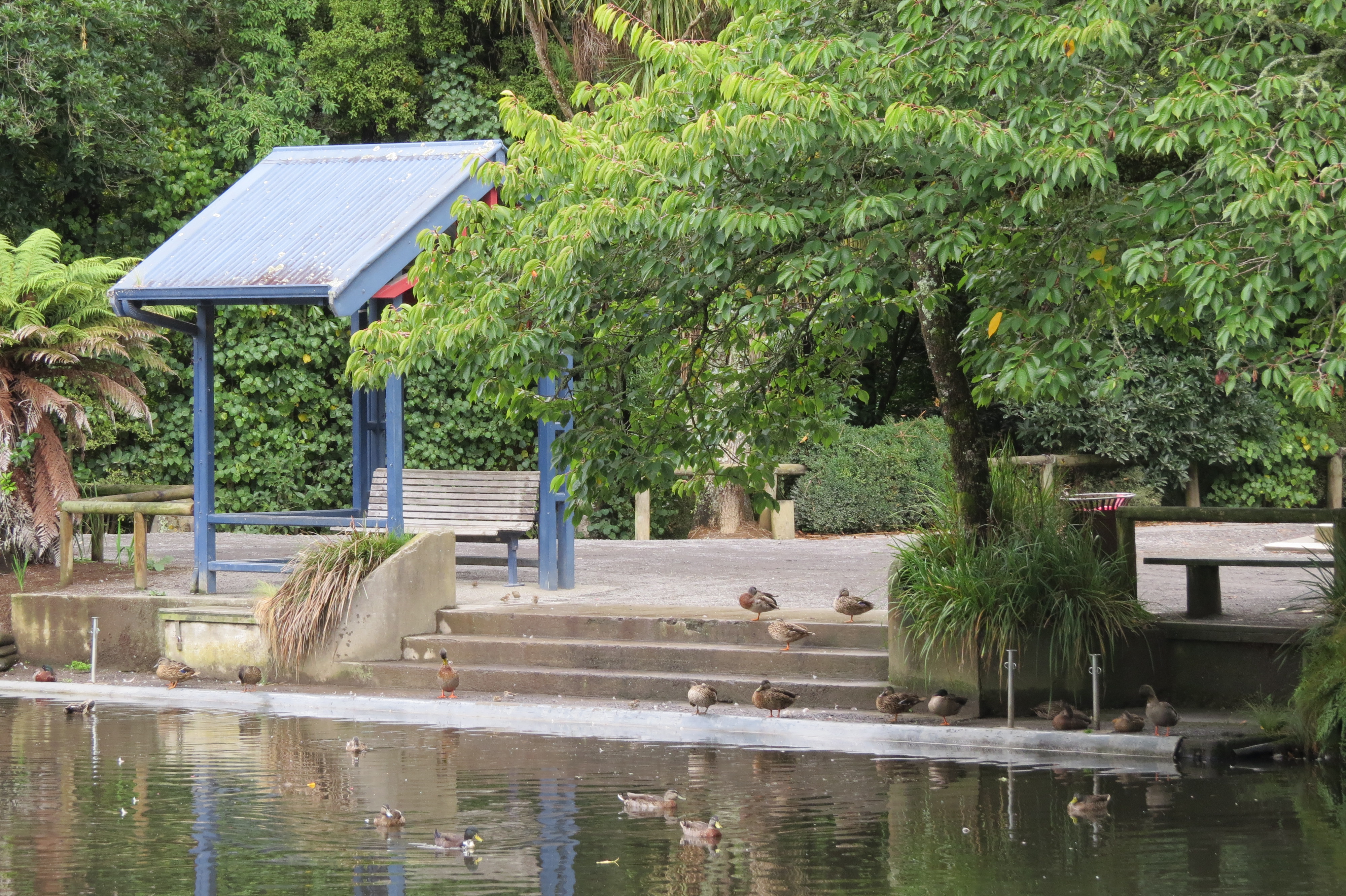 Pukekura_Park_Boat_Landing_and_Steps_2020.JPG