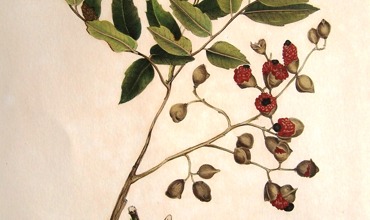 King_Flora_001.jpg