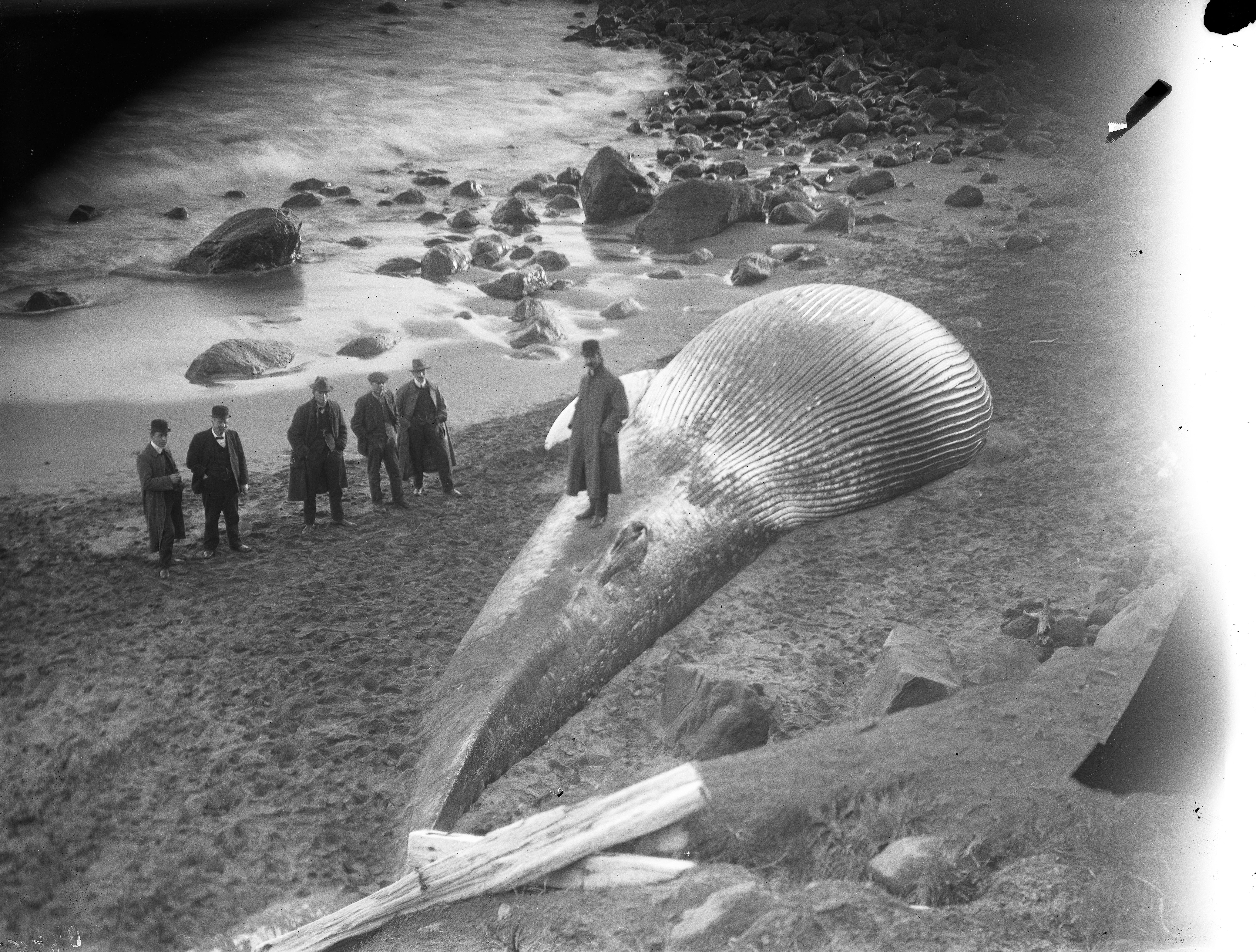 Stranded whale, Opua Beach (9 September 1913). David Duncan. Collection of Puke Ariki (PHO2012-0468).