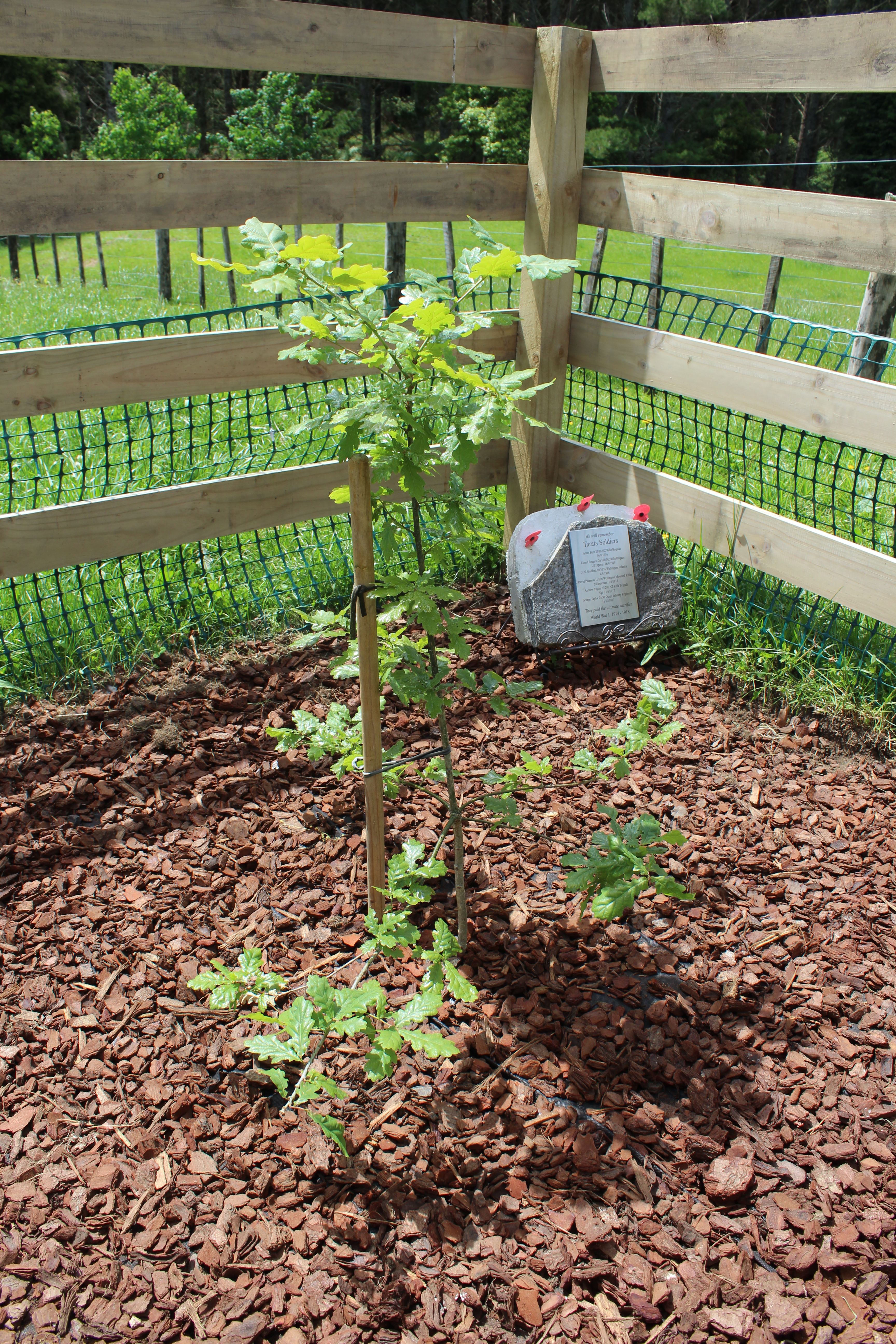 Tarata_Oak_019.JPG