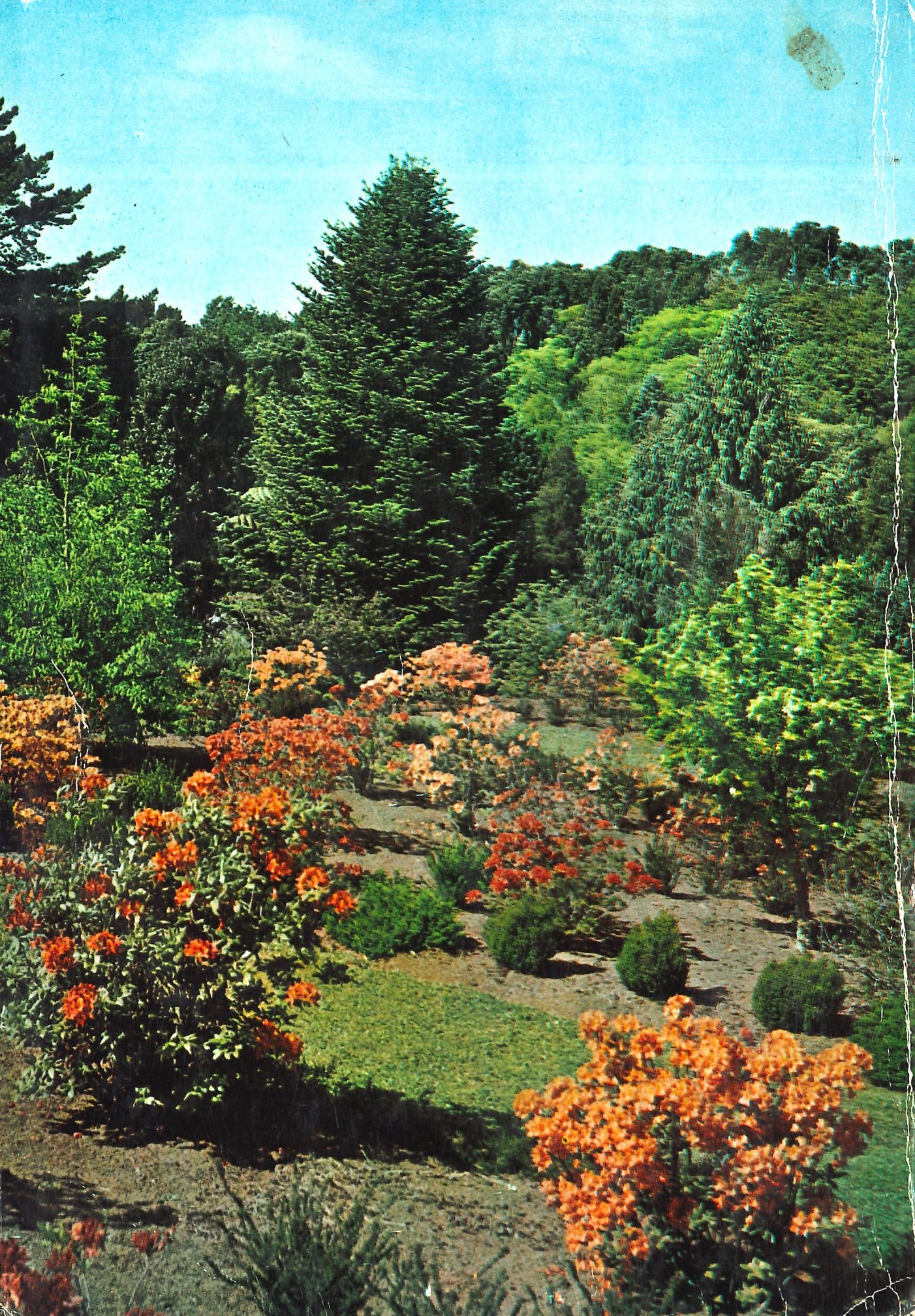 Ilam Hybrid Azaleas growing in Truby King Dell (Duncan & Davies catalogue, 1964)