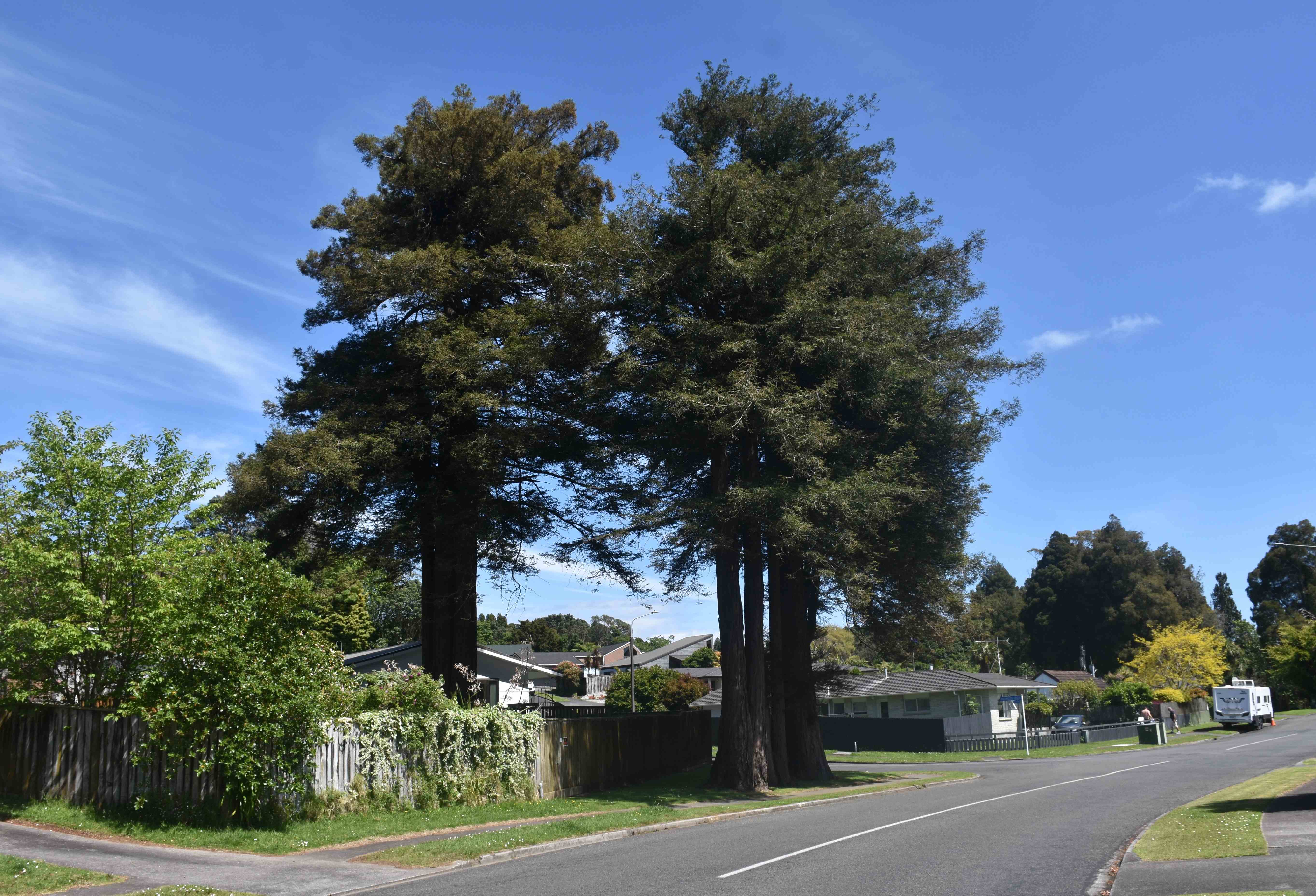 Redwoods on corner of Redwood Crescent