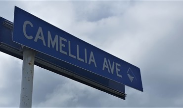 Camellia Avenue For Web