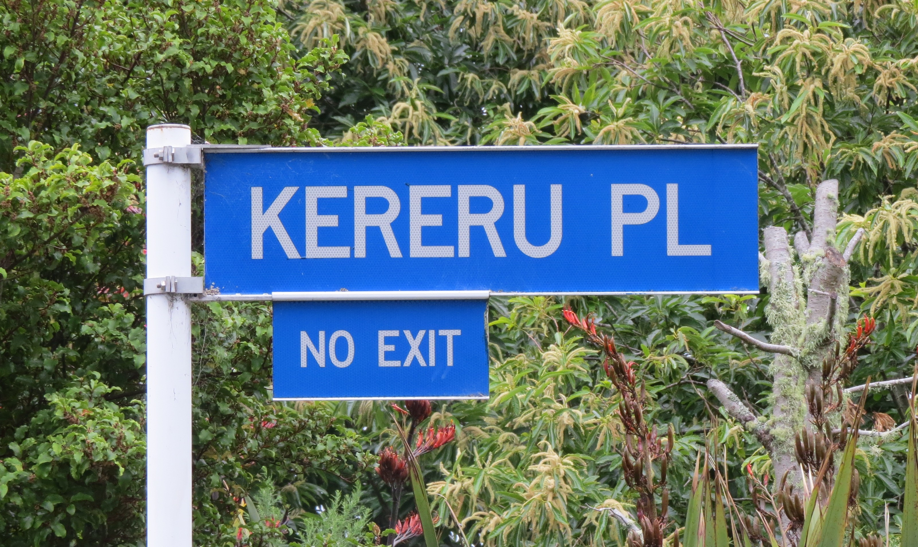 Kereru Place (2025). Rachel Sonius. Word on the Street image collection.