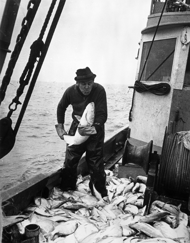 Loui Kuthy trawling off the North Taranaki Bight (1960s). Unknown photographer. Collection of Puke Ariki (PHO2015-0136).