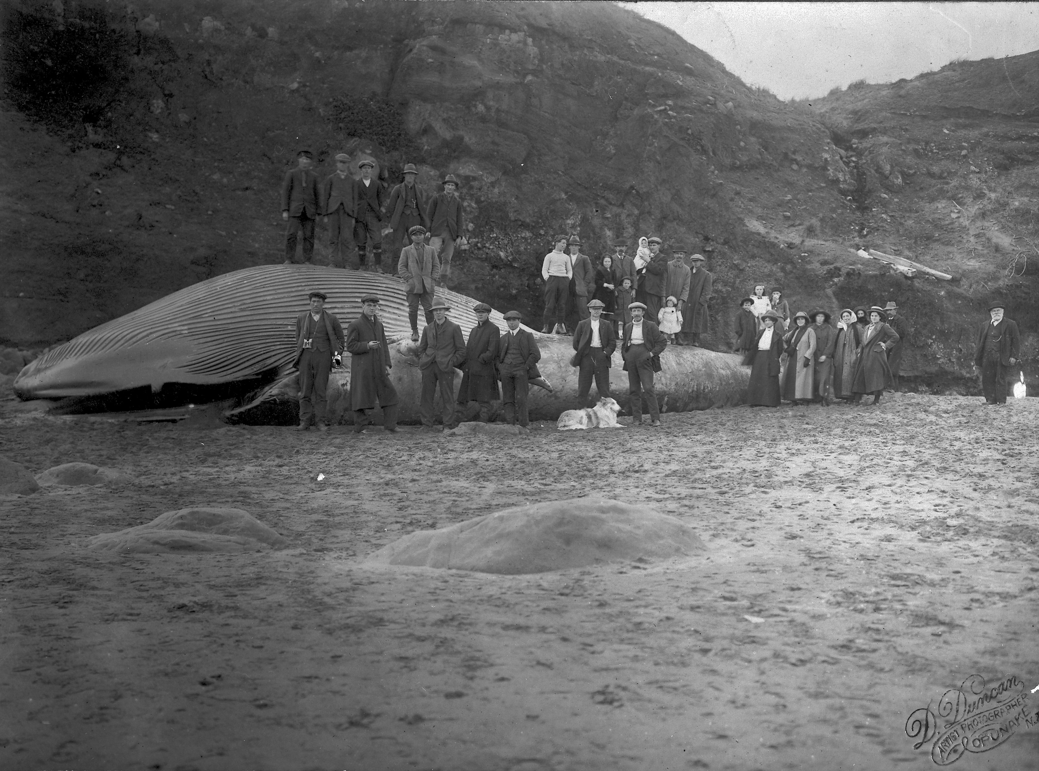Stranded whale, Opua Beach (9 September 1913). David Duncan. Collection of Puke Ariki (PHO2009-091).